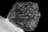 Bargain, Enrolled Pedinopariops Trilobite - Mrakib, Morocco #110656-3